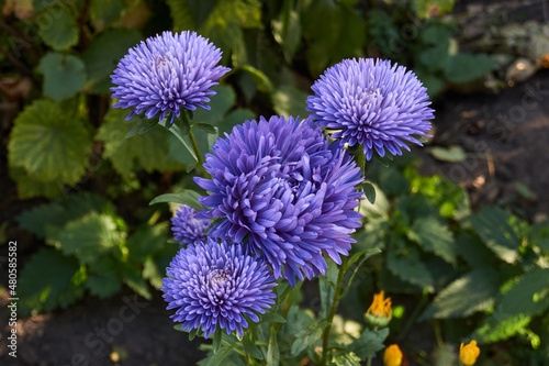Asters bloom in the garden of a country house. Autumn.