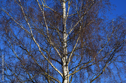 Fototapeta Naklejka Na Ścianę i Meble -  Birke im Sonnenschein mit blauem Himmel im Winter mit beginnender Blüte	
