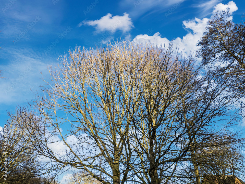 trees in the park trees in the park