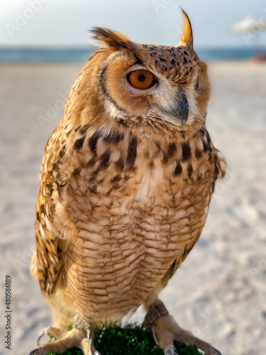 Portrait of wise owl with mystic yellow eyes on seafront background