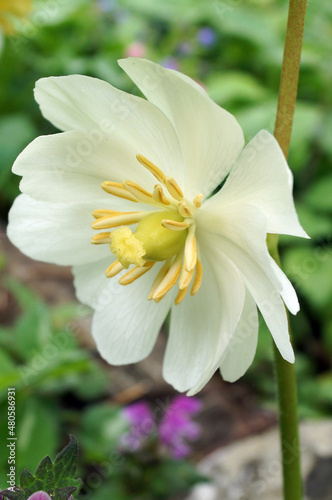 The perennial spring wildflower Podophyllum peltatum (May apple) in flower photo