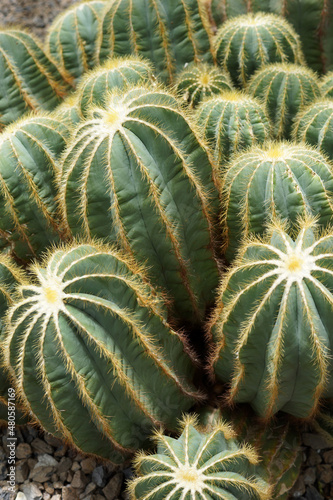 Image of the cactus Parodia magnifica (formerly known as Eriocactus magnificus or Notocactus magnificus) photo