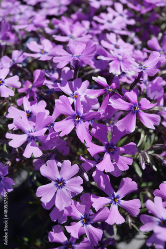 Phlox subulata 'Purple Beauty' (creeping phlox or moss phlox) in flower