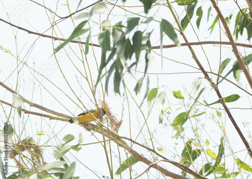 Asian Golden Weaver