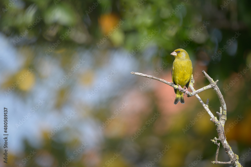 European Greenfinch (Chloris chloris) perched on tree branch isolated on colourful bokeh