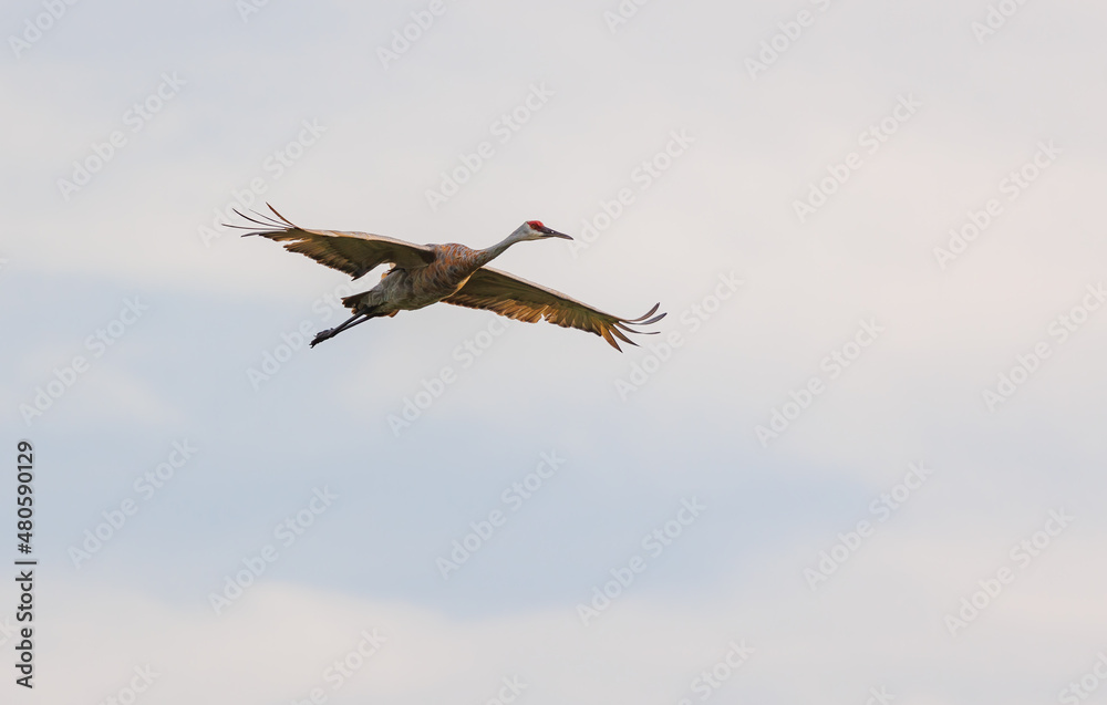 Obraz premium Sandhill cranes in flight for migration 