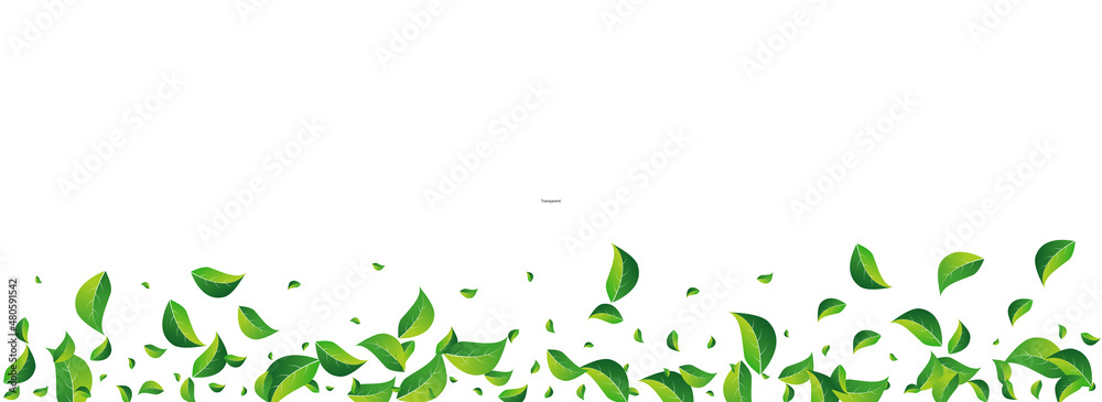 Mint Greens Fly Vector Panoramic White Mint Greens Fly Vector Panoramic White