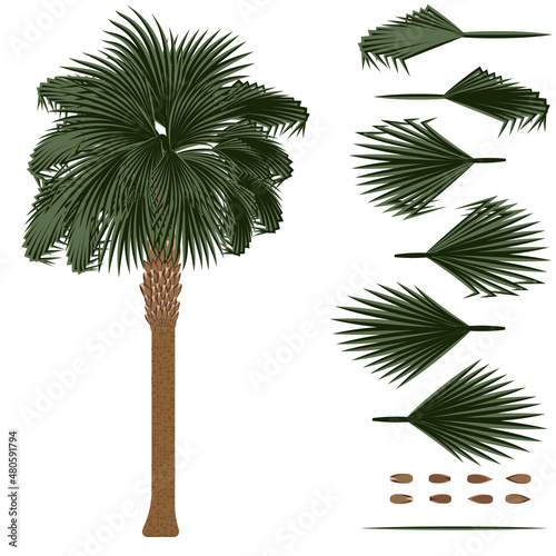 Set of brushes for painting Sabal palm