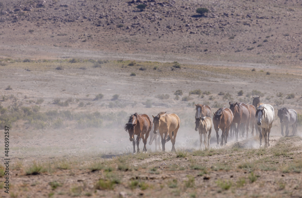 Naklejka premium Herd of Wild Horses in the Utah Desert in Summer