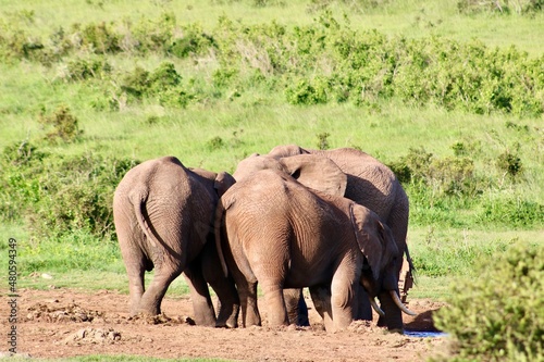 herd of elephants drinking