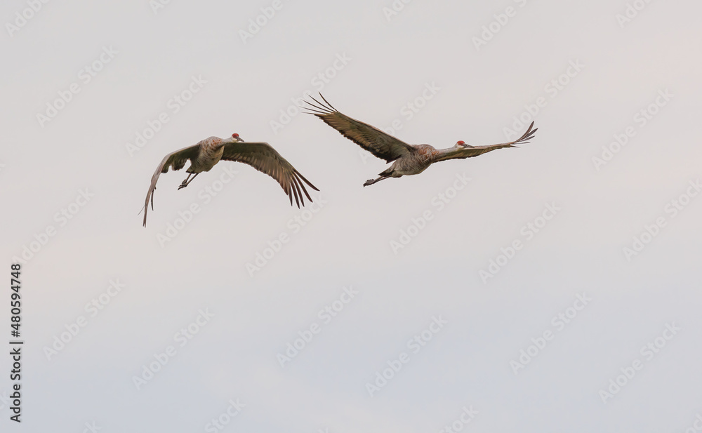 Sandhill cranes in flight for migration Sandhill cranes in flight for migration