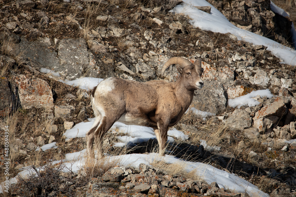 Big Horn Sheep in rocks