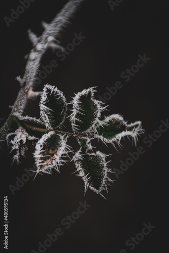 Les feuilles du rosier prises par le gel un matin d'hiver