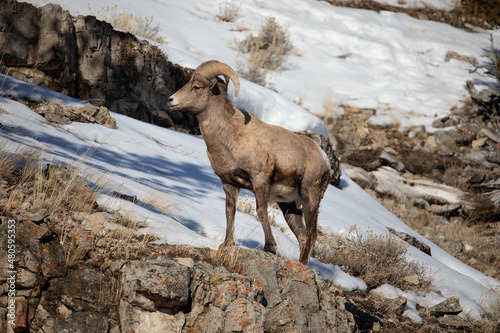Big Horn Sheep on snowy hill