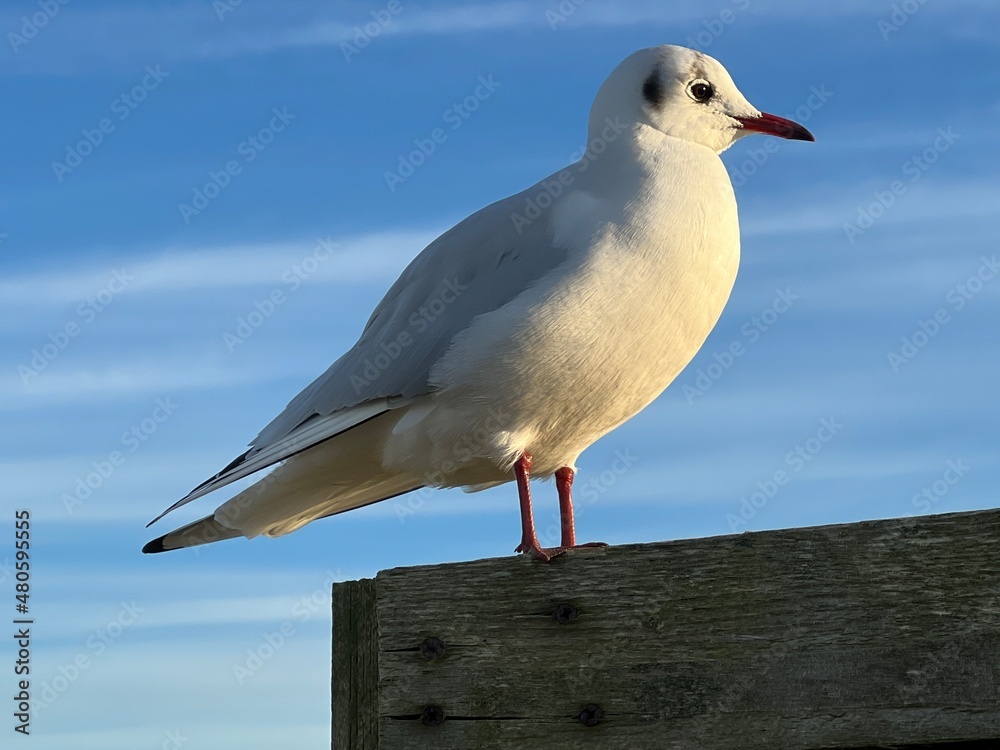 Fototapeta premium Close up macro of red bill sea gull perched on wooden bird watching hide in Cley Norfolk East Anglia UK nature reserve marsh landscape by beach with beautiful vast blue clear skies Winter