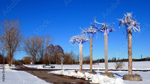 Fotografija Erinnerung an Orkan Lothar im Schwarzwald im Winter 1999 mit umgestürzten Bäumen