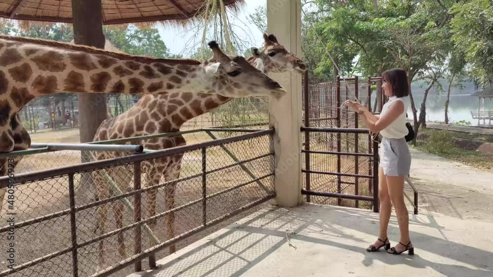 A giraffe in a zoo is waiting for food from tourists.