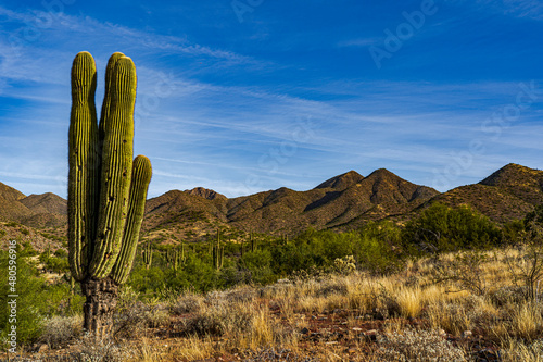 Saguaro cactus and mountains in the Sonoran Desert of Scottsdale