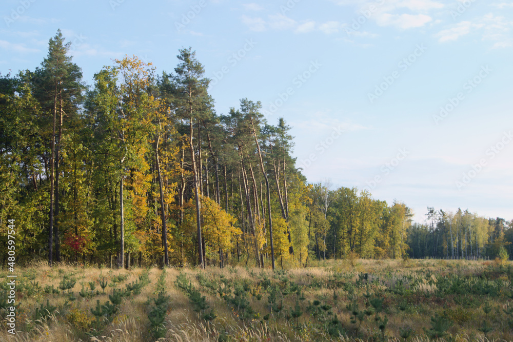 Szkółka iglaków 3 Szkółka iglaków 3