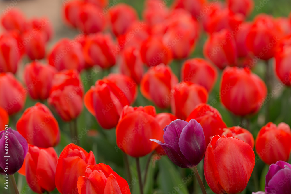red tulips in the spring garden red tulips in the spring garden