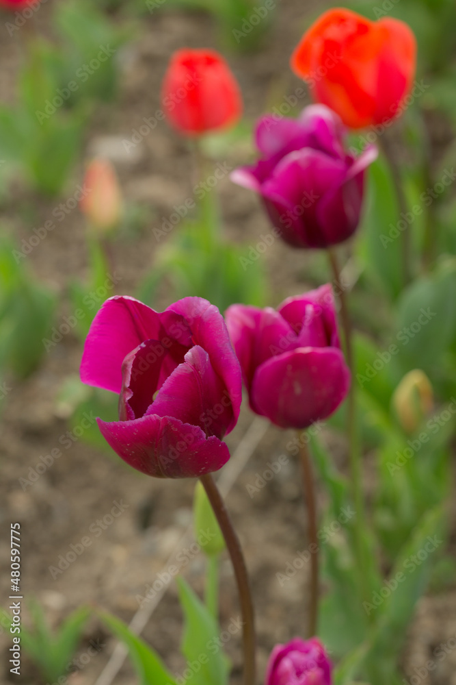 purple and orange tulips in spring purple and orange tulips in spring