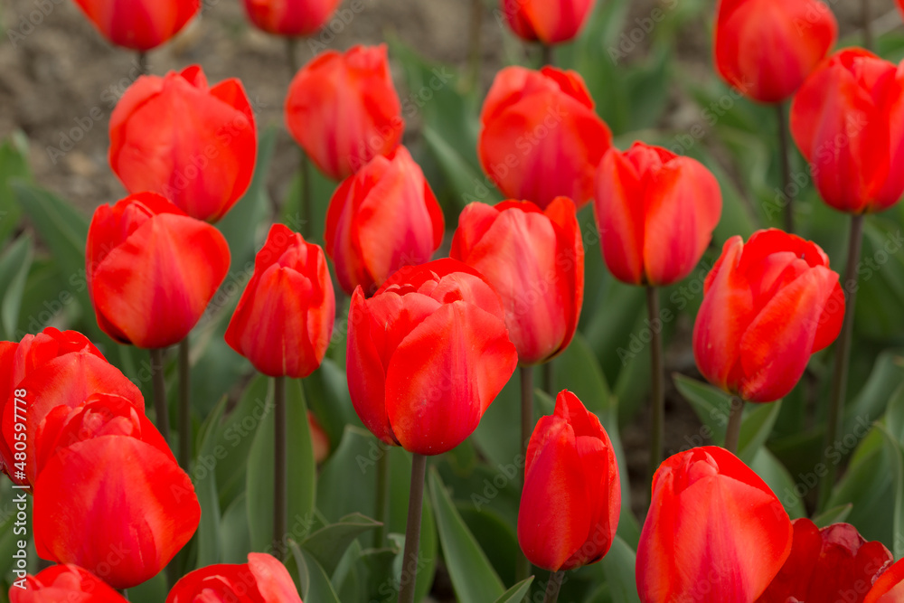 scarlet tulips close up
