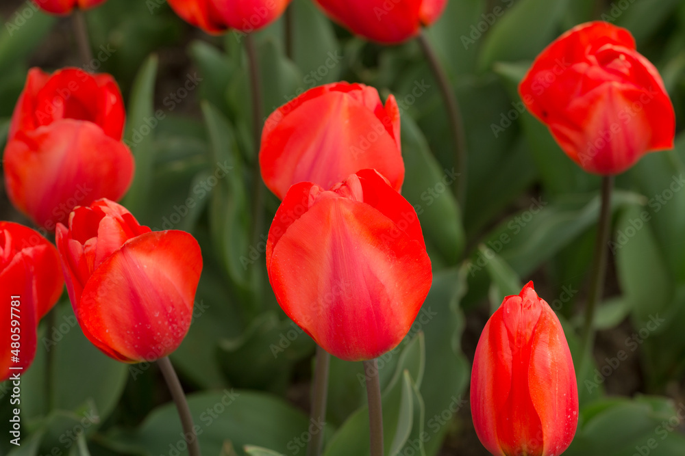 Fototapeta premium scarlet tulips in the spring