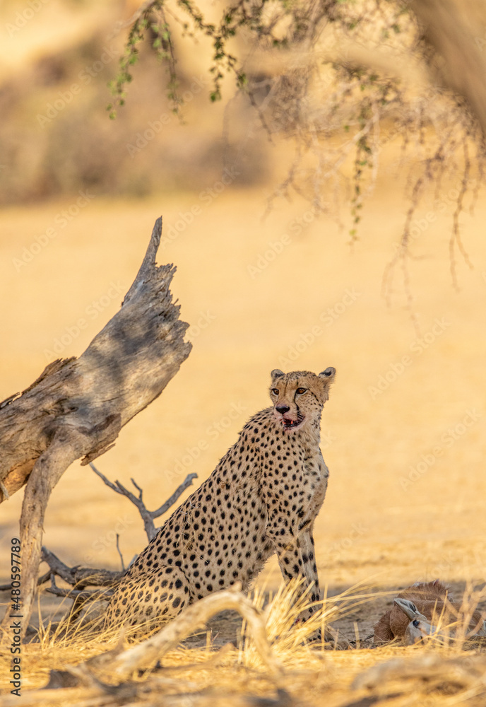 Obraz premium Cheetah with springbok prey in the Kgalagadi