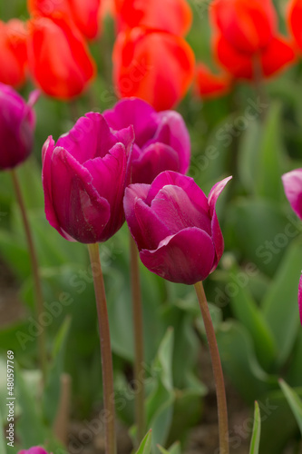 purple and orange tulips in the spring