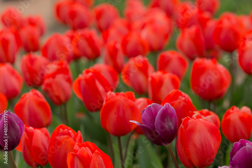 red tulips in the spring garden