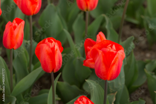 scarlet tulips close up