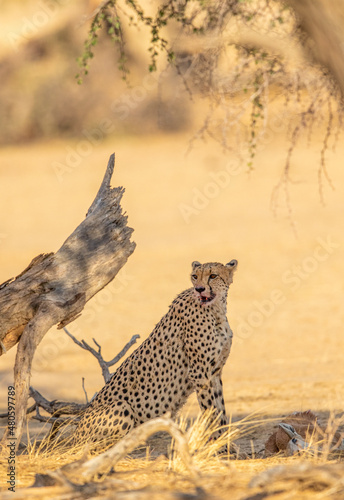 Cheetah with springbok prey in the Kgalagadi