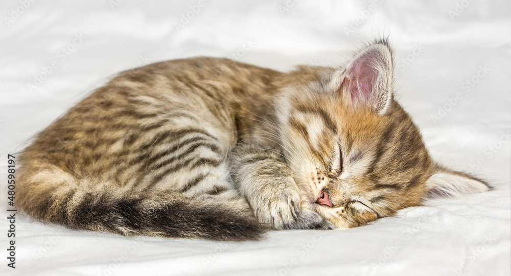 Little cute tabby kitten sleeping on white background Little cute tabby kitten sleeping on white background