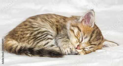 Little cute tabby kitten sleeping on white background