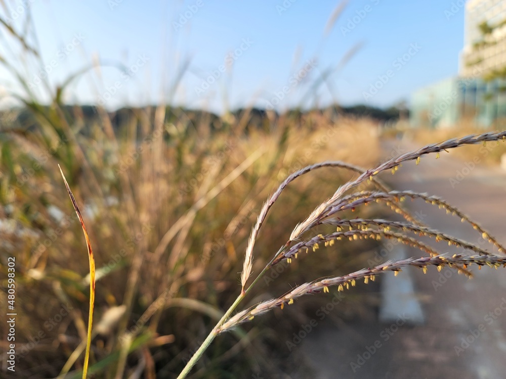 Obraz premium grass in a field