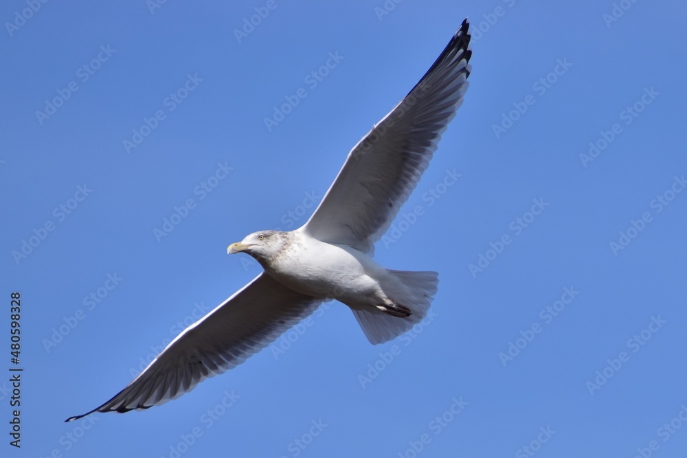 Seagull by the ocean Seagull by the ocean