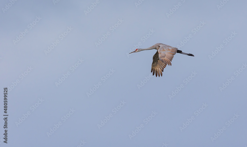 Obraz premium Sandhill cranes in flight for migration 