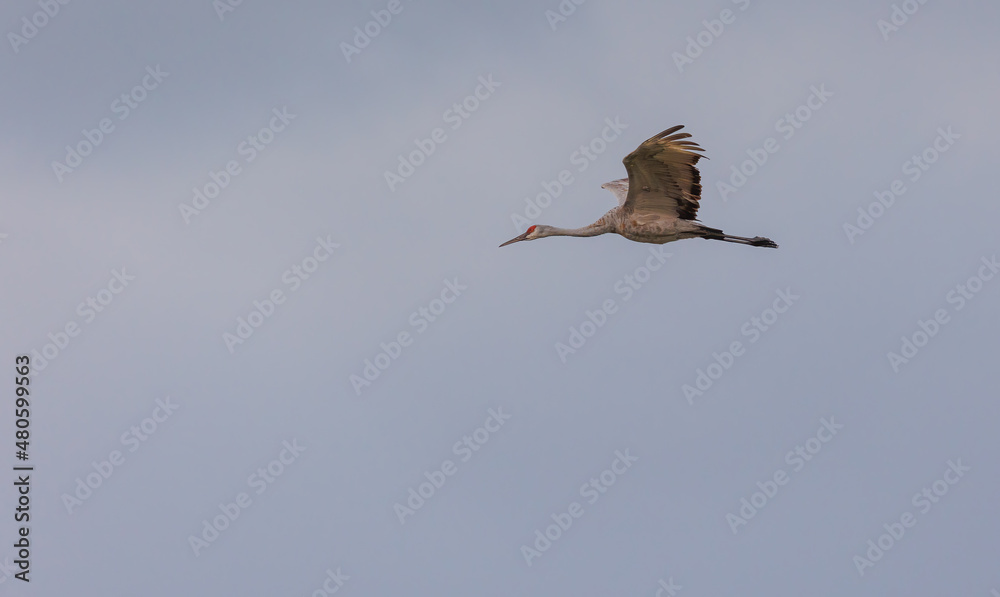 Obraz premium Sandhill cranes in flight for migration 