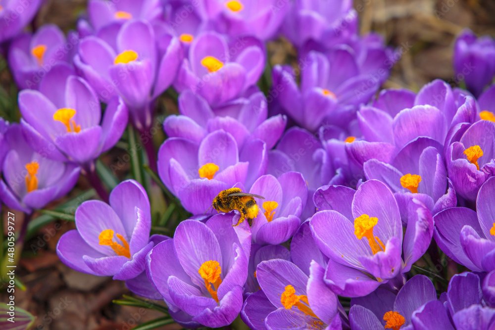 bumblebee on spring violet crocuses bumblebee on spring violet crocuses