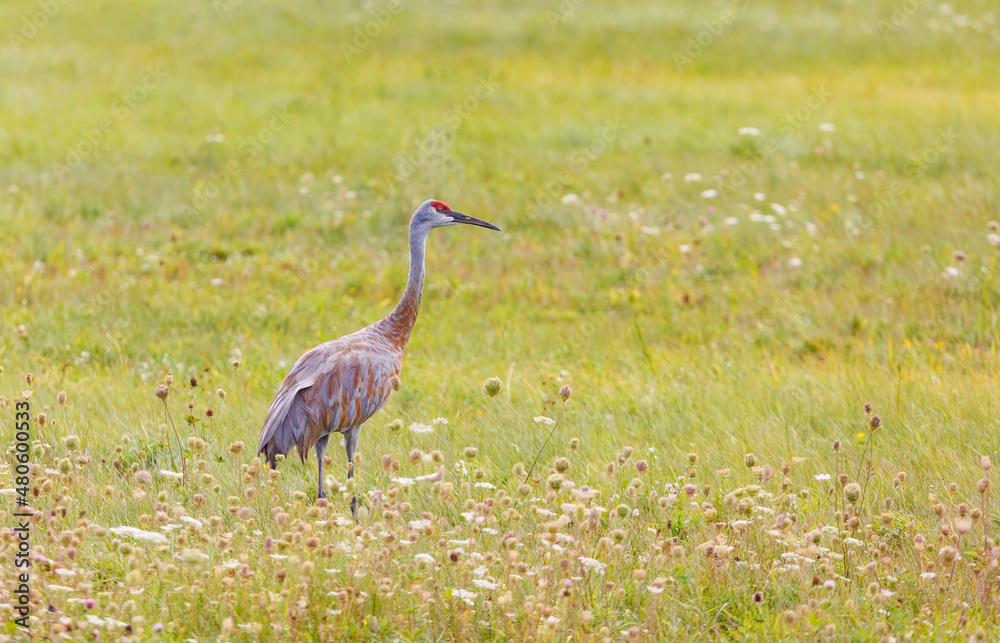 Fototapeta premium Sandhill cranes in flight for migration 