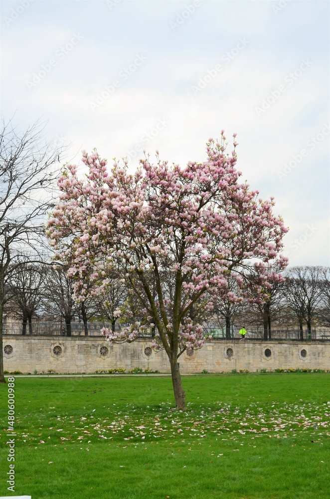 Day view of the Jardin des Tuileries garden, Paris, France Day view of the Jardin des Tuileries garden, Paris, France