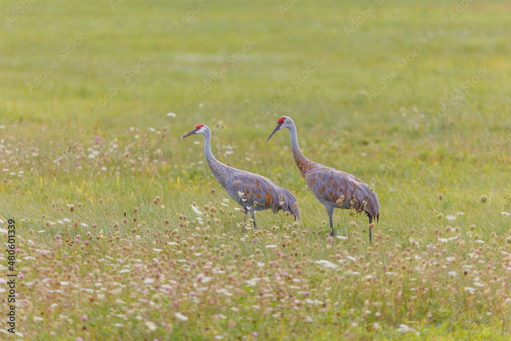 Sandhill cranes in flight for migration Sandhill cranes in flight for migration