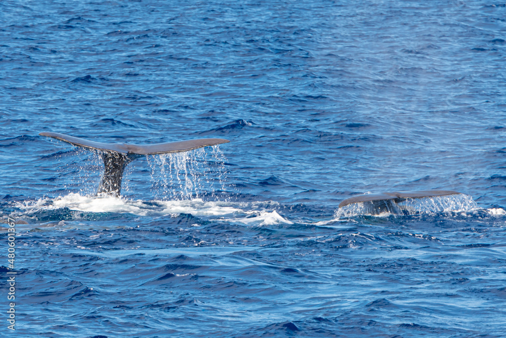 Fototapeta premium Ponta Delgada, Portugal - August 22, 2021 whales