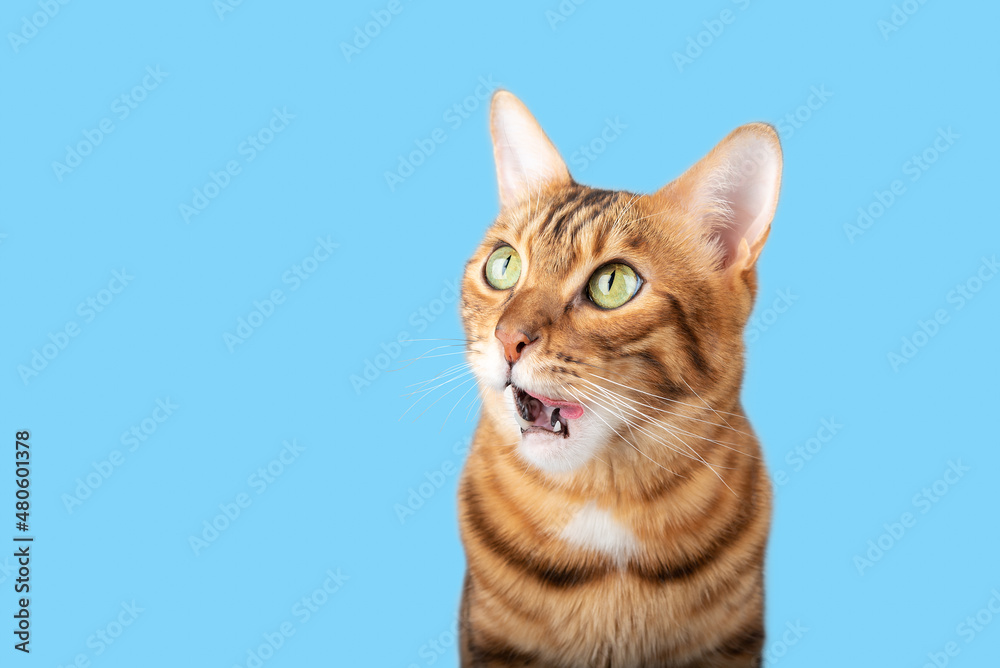 Funny muzzle of a Bengal cat with an open mouth.
