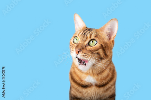 Funny muzzle of a Bengal cat with an open mouth.