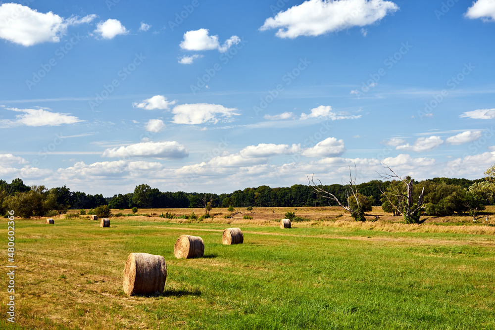Rural landscape with stubble during the summer Rural landscape with stubble during the summer