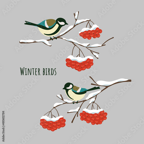 Winter birds great tits sitting on snow-covered branches of mountain ash. Flat simple stain style