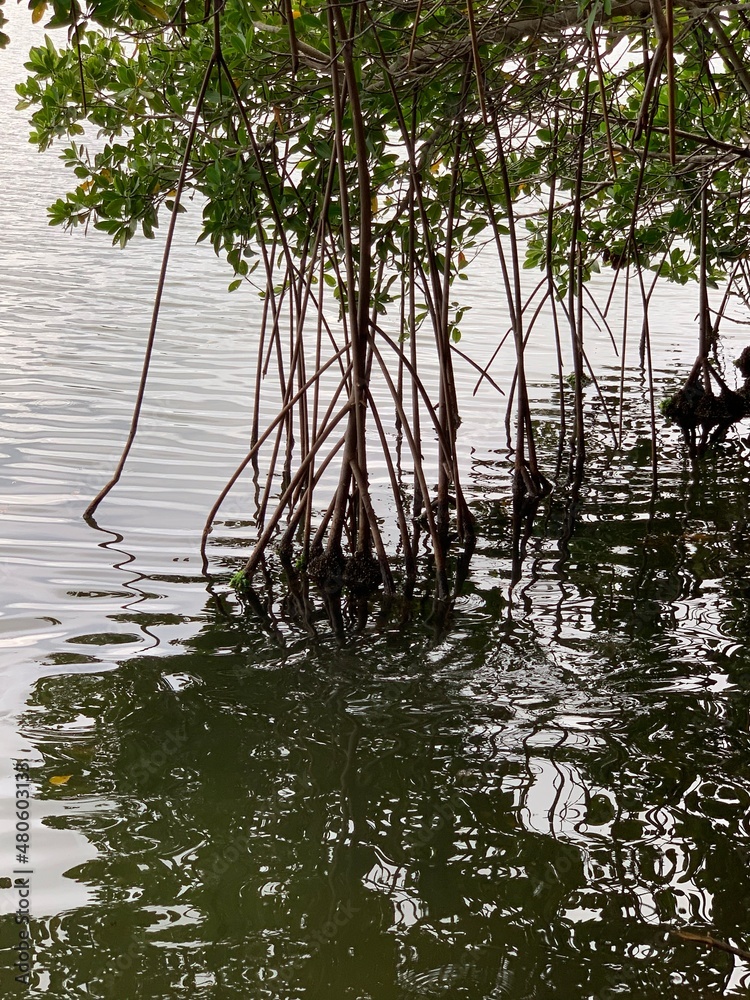 Naklejka premium Mangrove 