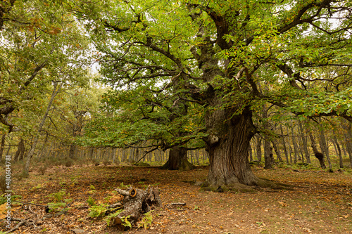 Paisaje otoñal en bosque de castaños en el Tiemblo, Ávila.