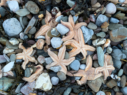 Hundreds of dead starfish washed ashore on blue pebbles at Coppet Hall beach, Saundersfoot, Pembrokeshire, UK. January 2022.
